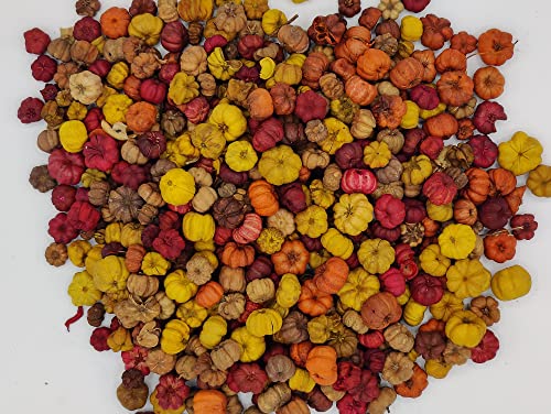 Fall Putka Pod Blend (Pumpkin Pods) for Crafts, Potpourri and Fall/Thanksgiving Bowl Fillers 4 Heaping Cups
