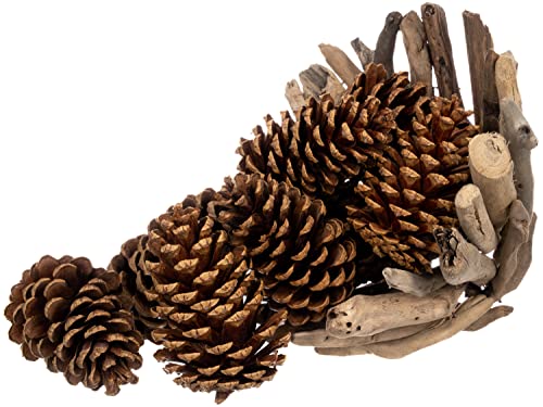 Cinnamon Scented Pine Cones - 8 Pieces 3" to 5" Medium - Large Pine Cones for Crafts - Pine Cones Bulk - Pinecone Ornaments - Pine Cones Decorations
