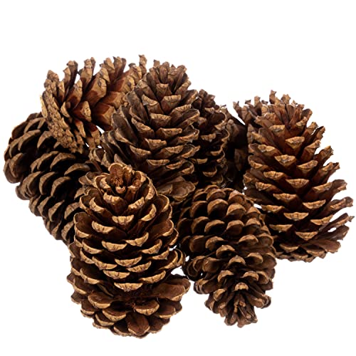 Cinnamon Scented Pine Cones - 8 Pieces 3" to 5" Medium - Large Pine Cones for Crafts - Pine Cones Bulk - Pinecone Ornaments - Pine Cones Decorations