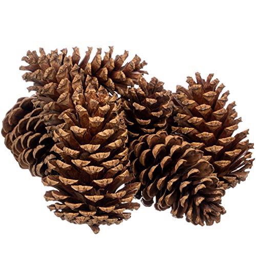Cinnamon Scented Pine Cones - 8 Pieces 3" to 5" Medium - Large Pine Cones for Crafts - Pine Cones Bulk - Pinecone Ornaments - Pine Cones Decorations