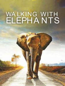 Elephant Adventure Drone Experience