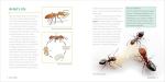 Ants for Kids: Explore Queens and Drones