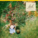 Bach Original Flower Remedies, Hornbeam - Procrastinate Less - Natural Homeopathic Flower Essence for Emotional Balance - Vegan, Gluten Free, Sugar Free - 20mL Dropper