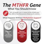 10X Health Optimize Methylated Multivitamin for Men & Women - 34 in 1 Formula with 800 mcg of Vitamin B12, Vitamin E, 5-MTHF, B Complex, NAC, Magnesium & Zinc Multivitamins - 90 Capsules