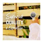 Boiron Symphytum Officinale 30c Homeopathic Medicine That Promotes Healing of Bone Trauma - Pack of 3 (240 Pellets)