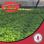 Dairyland American Ginseng Roots Prongs - 8 oz Pack of Wisconsin Ginseng Root - Authentic American Ginseng Prong - Non-GMO, Gluten Free Whole Ginseng - Use This Herbal Supplement in Soup, Tea, Congee