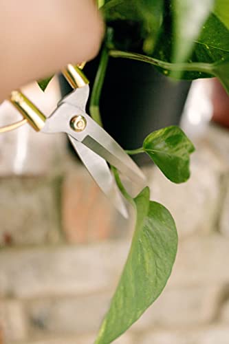 Premium Houseplant Scissors and Pruning Shears - Comfortable Grip Garden and Plant Clippers, Trimmers, Loppers, Flower Cutters, Made from 100% Stainless Steel