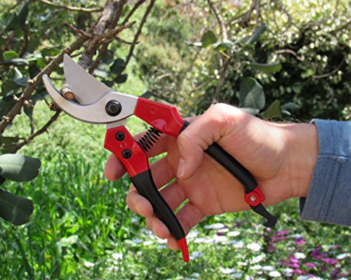 TABOR TOOLS S821A Bypass Pruning Shears, Makes Clean Cuts, Great for S-M Size Hands. Professional Sharp Secateurs, Hand Pruner, Garden Shears, Clippers for The Garden.