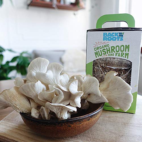 Back to the Roots Organic Mini Mushroom Grow Kit, Harvest Gourmet Oyster Mushrooms In 10 days, Top Gardening Gift, Holiday Gift, & Unique Gift