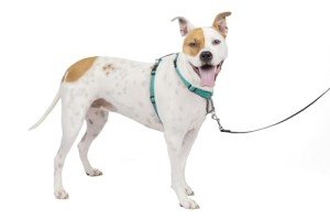 PetSafe No Pull Dog Harness - Medium Teal