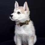 Bow Tie Dog Collar and Leash Set - 3PCS