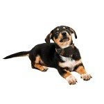 Bow Tie Dog Collar and Leash Set - 3PCS