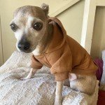 Cozy Winter Hoodie for Small Dogs and Cats