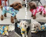Cozy 4-Piece Dog Pajamas for Small Pups