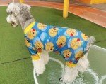 Cozy 4-Piece Dog Pajamas for Small Pups