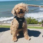 Voyager Step-In Air Dog Harness - All Weather Mesh