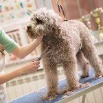 No Sit Haunch Holder for Small to Medium Dogs