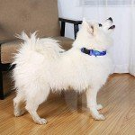 Adjustable Galaxy Collar and Leash Set for Pets