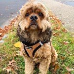 Cozy Step-In Plush Dog Harness for Small Dogs