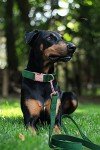 Velvet Dog Collar and Leash Set for Pets