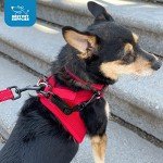 Voyager Dog Safety Collar with Double Closure