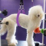 Pet Dog Grooming Belly Strap - Purple Support