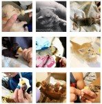 Gufastoe Pet Feeding Bottle & Mini Nipples