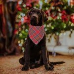 Christmas Plaid Dog Bandana with Tassels