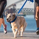 Weewooday 8-Piece Adjustable Dog Collar and Leash Set