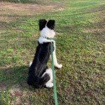 Waterproof Adjustable Dog Collar and Leash Set