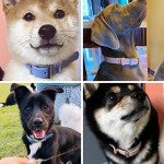 Waterproof Adjustable Dog Collar and Leash Set