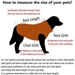 Cool Blue Denim Dog Jeans and Jacket