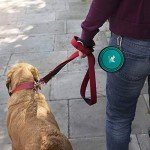 Travel-Friendly Collapsible Dog Bowls, 2-Pack