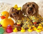 Funny Duck Dog Pajamas for Small Dogs