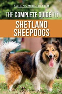 Essential Guide to Shetland Sheepdogs: Care & Training