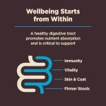 Wellness CORE Digestive Health Dry Dog Food