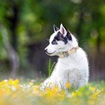 ExpaWlorer Plaid Dog Collar and Leash Set