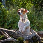 ExpaWlorer Plaid Dog Collar and Leash Set
