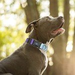 Reflective Violet Dog Collar and Leash Set