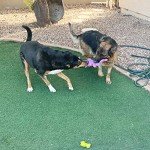 5 Pack Plush Squeak Toys for Medium Dogs