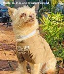 Cute Aqua T-Shirt for Medium and Small Dogs