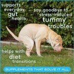 Vet-Approved Probiotic Powder for Dogs' Gut Health