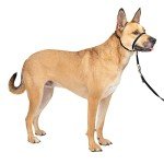 PetSafe Gentle Leader Collar with Training DVD