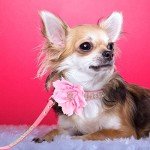 Rhinestone Dog Collar and Leash Set - Pink Bling