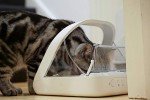 SureFlap Microchip Pet Feeder for Stress-Free Meals