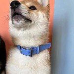 Waterproof Dog Collar and Leash Set with Holder