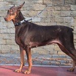 Reflective Martingale Dog Collar and Leash Set