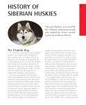 Siberian Husky Care: Your Essential Pet Guide