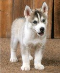 Siberian Husky Care: Your Essential Pet Guide