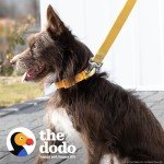 Yellow Nylon Dog Collar and Leash Set
